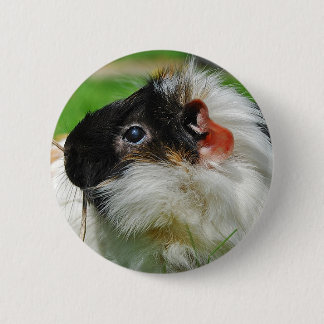 Guinea pig Chewie Pinback Button