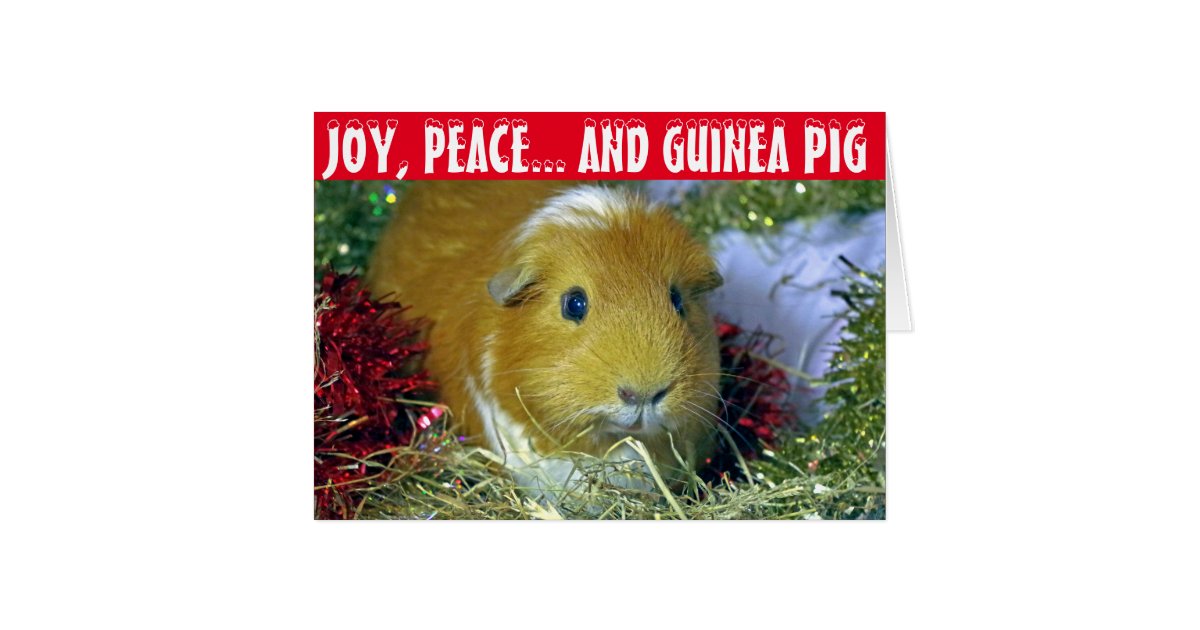Guinea pig Christmas Card | Zazzle