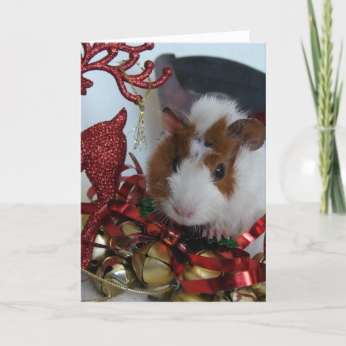 Guinea Pig Christmas Holiday Card