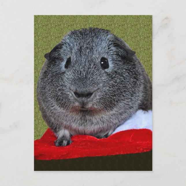 Guinea Pig Christmas Holiday Postcard (Front)