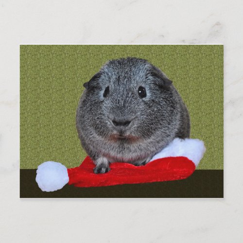 Guinea Pig Christmas Holiday Postcard