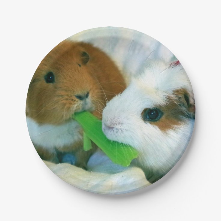 guinea pig Christmas plate | Zazzle