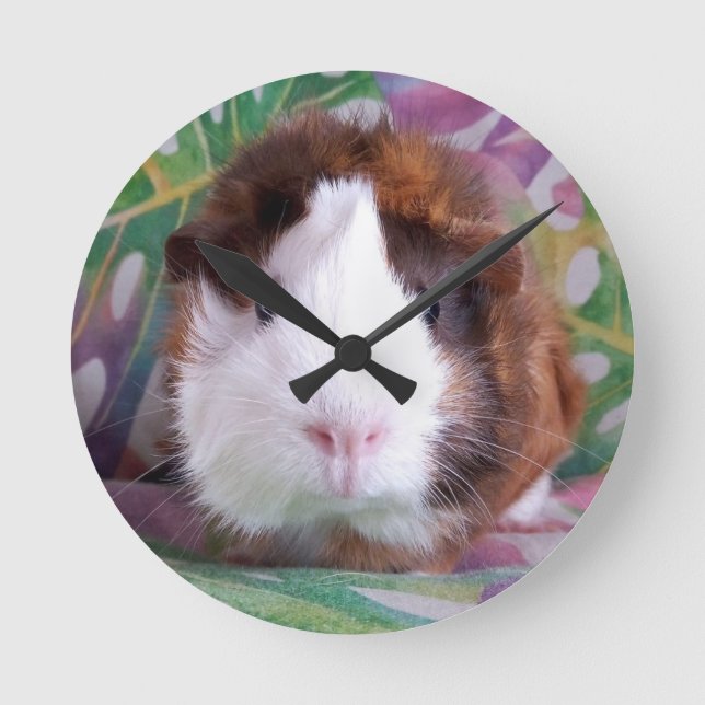 Guinea pig clock (Front)