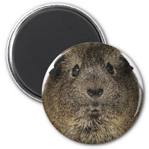 Guinea Pig Close Up Magnet