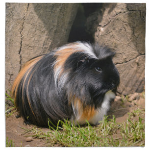 Guinea pig cloth napkin