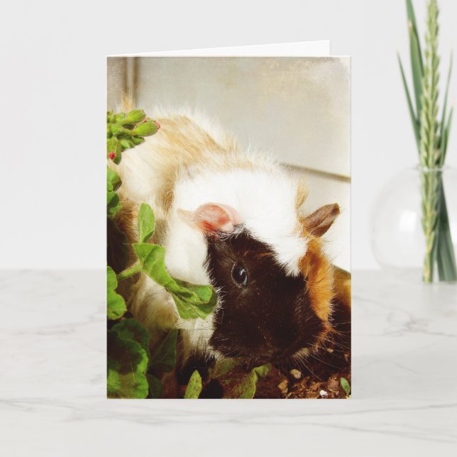 Guinea Pig, Easter Holiday Card (Front)