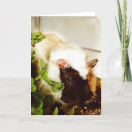 Guinea Pig, Easter Holiday Card