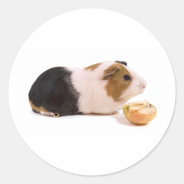 guinea pig eating an apple classic round sticker (Front)
