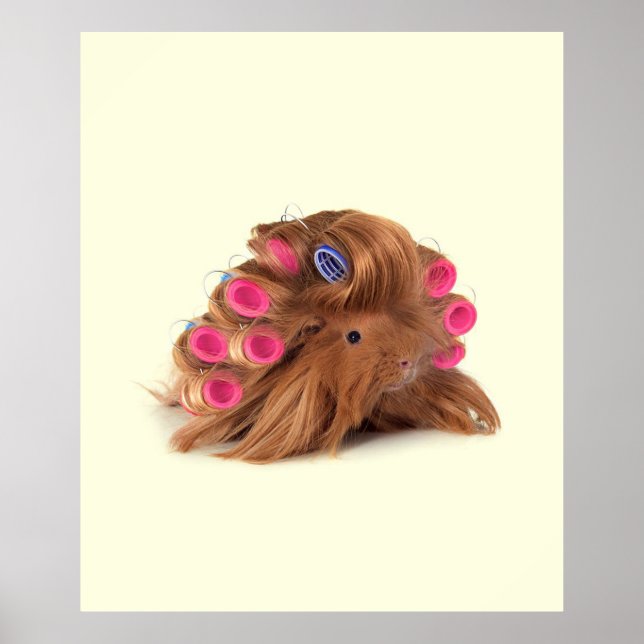 Guinea Pig | Funny Curly Guinea Pig Lover Gifts Poster (Front)