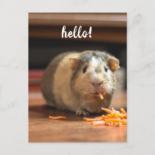 Guinea Pig Funny Hello Postcard