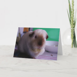 Guinea Pig Greeting Card