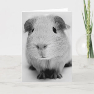 Guinea Pig Greeting Card
