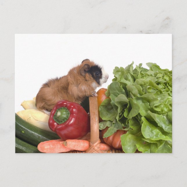 guinea pig in a basket of vegetables postcard (Front)