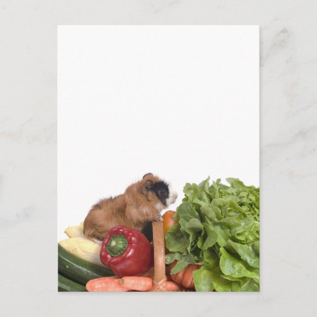 guinea pig in a basket of vegetables postcard (Front)