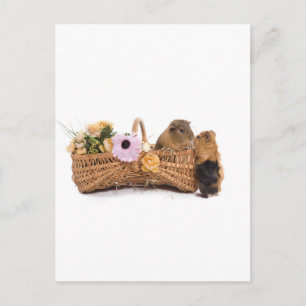 guinea pig in a basket postcard