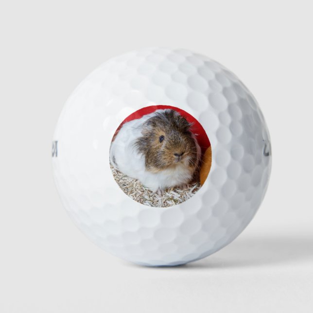 Guinea pig in a cage golf balls (Front)