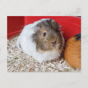 Guinea pig in a cage postcard