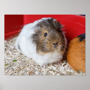 Guinea pig in a cage poster