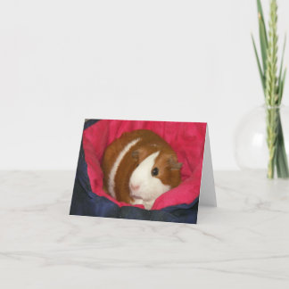 Guinea Pig in a Cozie Notecard
