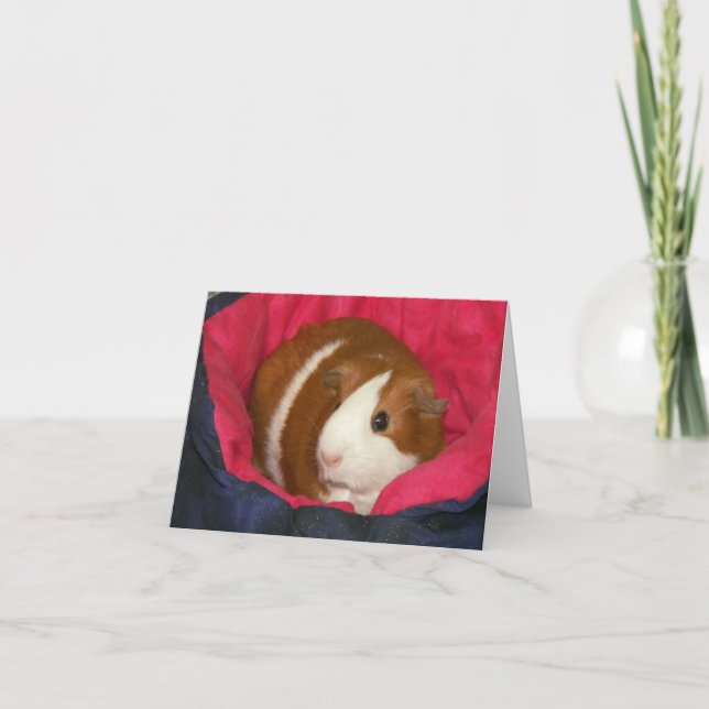 Guinea Pig in a Cozie Notecard (Front)