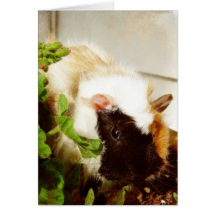 Guinea Pig in the Flowers Cards