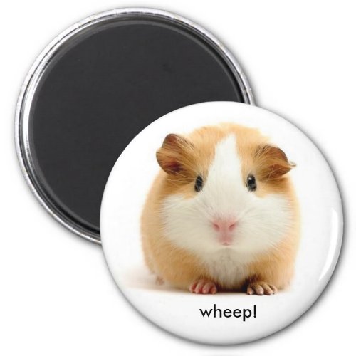 Guinea Pig magnet