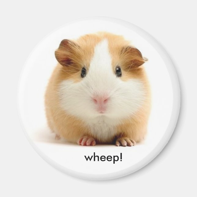 Guinea Pig magnet (Front)