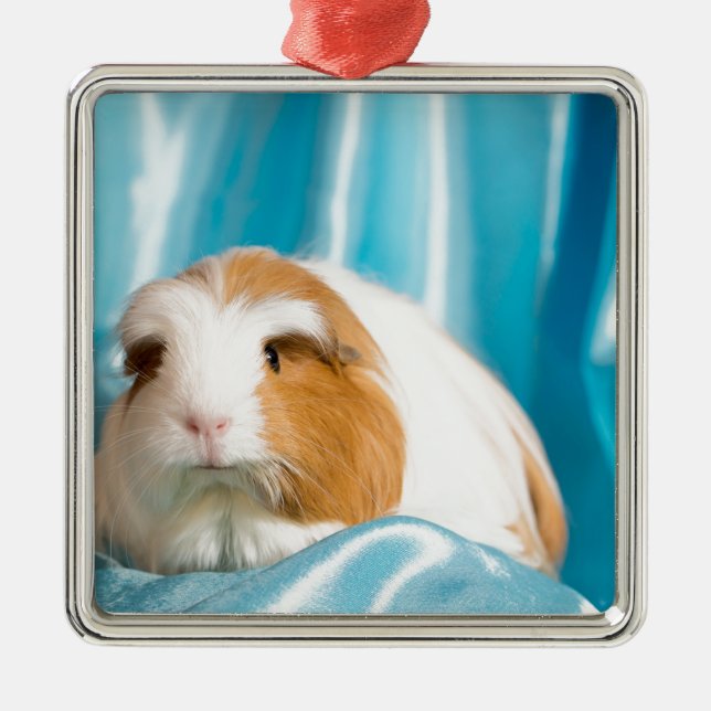 guinea pig metal ornament (Front)