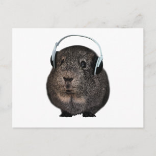 Guinea Pig Music Pet Postcard