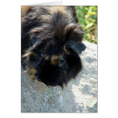Guinea Pig on Rock (Front)