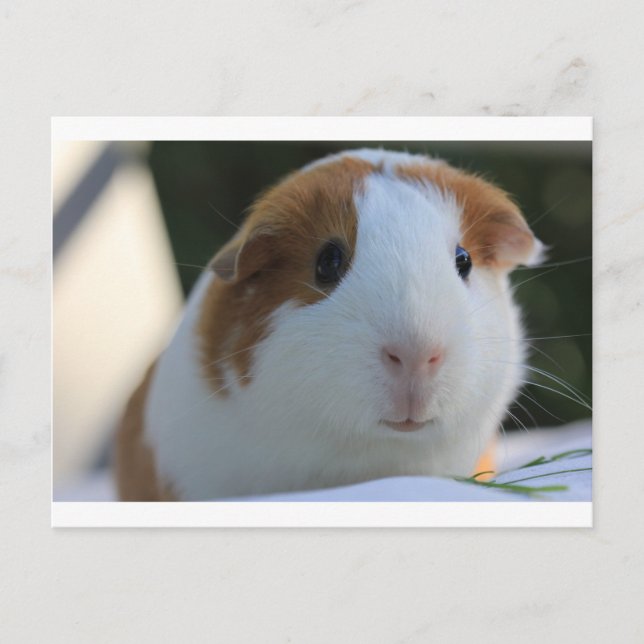 Guinea Pig Outside Postcard (Front)