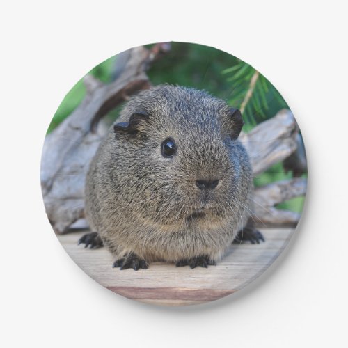 Guinea Pig Paper Plates