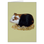 Guinea Pig Pet (Front)