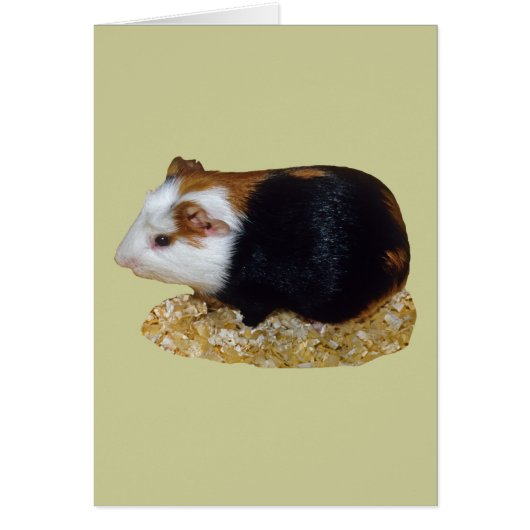 Guinea Pig Pet Cards (Front)