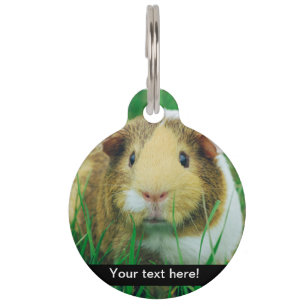 Guinea pig pet tag