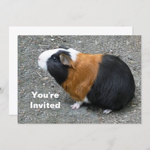 Guinea Pig Photo Birthday Invitation