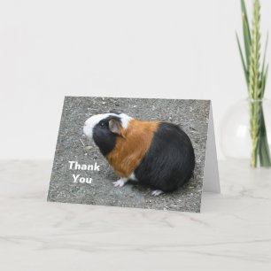 Guinea Pig Photo Letterpress Thank You Card