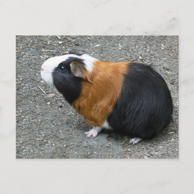 Guinea Pig Photo Postcard (Front)