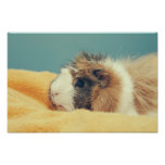 Guinea pig photo print