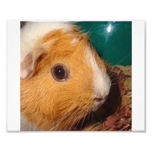 Guinea Pig Photo Print