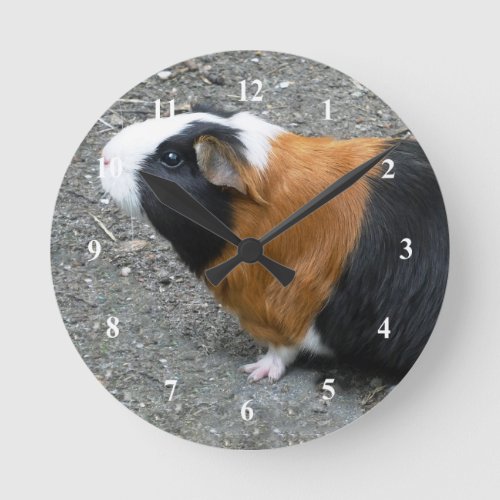 Guinea Pig Photo Round Clock