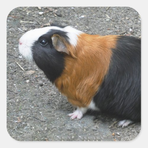 Guinea Pig Photo Square Sticker