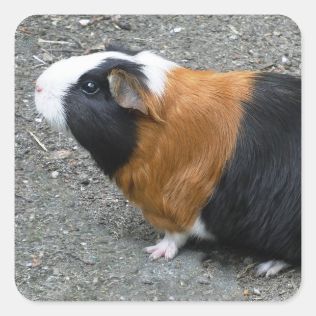 Guinea Pig Photo Square Sticker (Front)