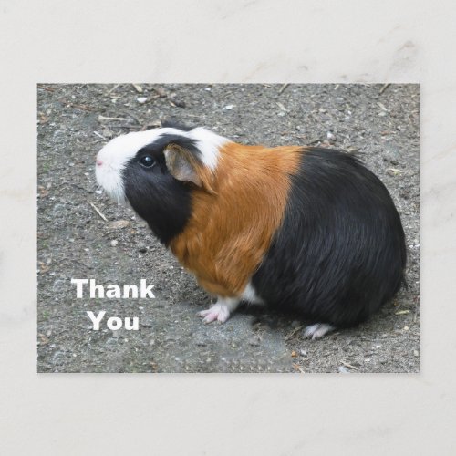 Guinea Pig Photo Thank You Postcard