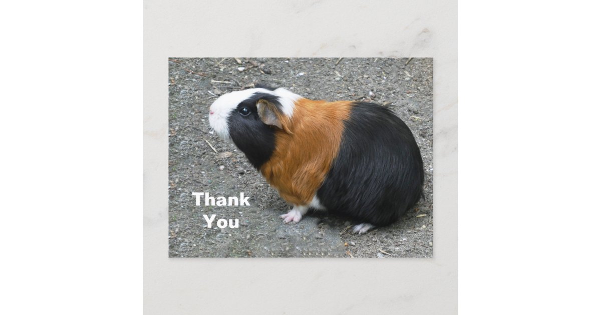 Guinea Pig Photo Thank You Postcard | Zazzle
