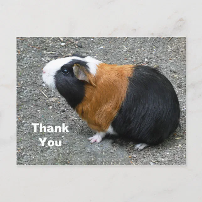 Guinea Pig Photo Thank You Postcard | Zazzle