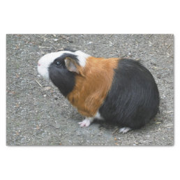 Guinea Pig Photo Tissue Paper