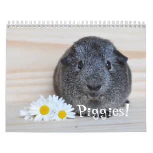 Guinea Pig Photographs Calendar