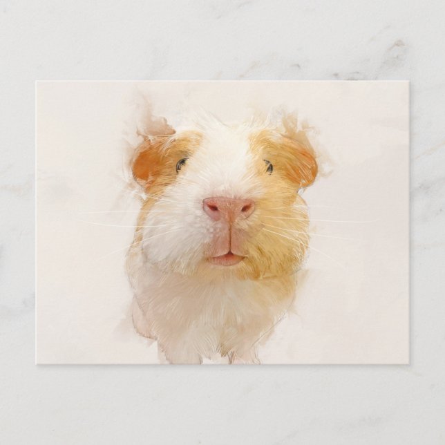 Guinea Pig Portrait 001  Postcard (Front)