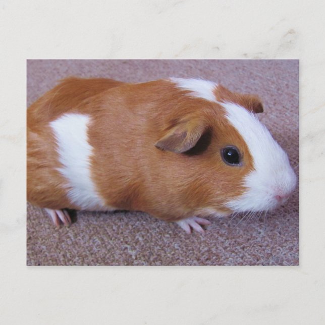 Guinea Pig Post Card (Front)